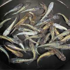 【現物出品】　ネプチューン　メダカ　めだか　画像の個体 40匹以上います　雌雄無判別　産卵個体　種親候補　メダカ屋サバンナ様血統の画像