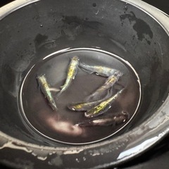 【決まりました】メダカ　（うつわ×MNF漆黒）×ミラージュ斑　画像すべての画像