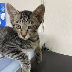 猫里親募集