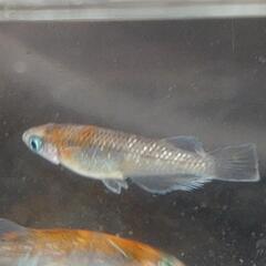 目高【メダカ】菊間メダカ様血統　鏡花菊　若魚4ペアの画像