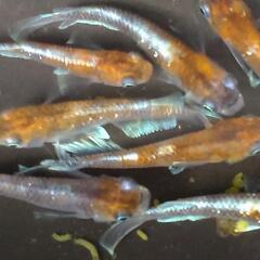 目高【メダカ】菊間メダカ様血統　鏡花菊　若魚4ペアの画像