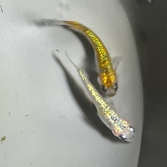 キレイなラメメダカ3匹の画像