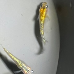 キレイなラメメダカ3匹の画像