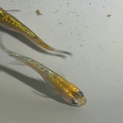 キレイなラメメダカ3匹の画像