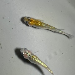 キレイなラメメダカ3匹の画像