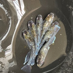 メダカ　ミッドナイトフリル　現物　画像全て　予約可能の画像