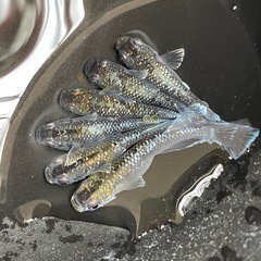 メダカ　ミッドナイトフリル　現物　画像全て　予約可能の画像