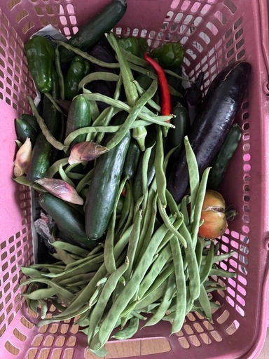 野菜（インゲン、きゅうりメイン
）