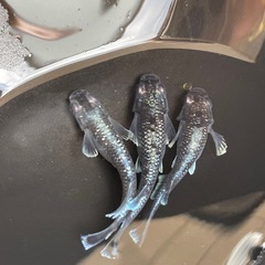 メダカ　ミッドナイトフリル　1ペア　１匹サービス　現物　予約可能の画像