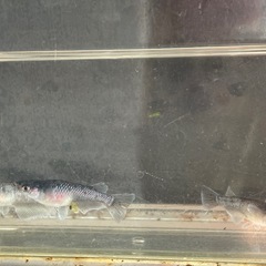 メダカ　ミッドナイトフリル　1ペア　１匹サービス　現物　予約可能の画像