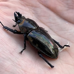 厳選カラー！　ニジイロクワガタ幼虫の画像