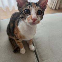 里親さん募集！生後3ヶ月の子猫2匹