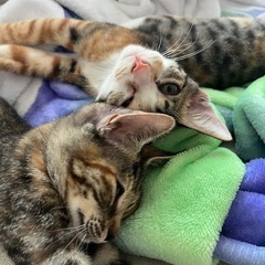 里親さん募集！生後3ヶ月の子猫2匹 - 里親募集