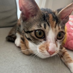 里親さん募集！生後3ヶ月の子猫2匹 - 都城市