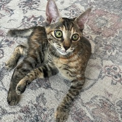 里親さん募集！生後3ヶ月の子猫2匹 − 宮崎県