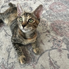 里親さん募集！生後3ヶ月の子猫2匹 - 猫