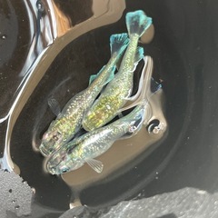 メダカ　オパール　種親　オリジナル血統　光体型　ダルマ　予約可能の画像
