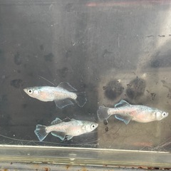 メダカ　オパール　種親　オリジナル血統　光体型　ダルマ　予約可能の画像