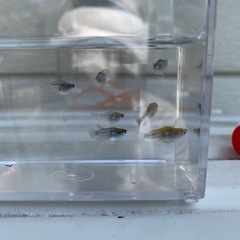 メダカ　黒熖ダルマ1ペアの画像