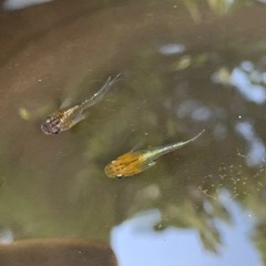 メダカ　黒熖ダルマ1ペアの画像