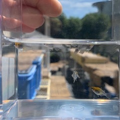 メダカ　黒熖ダルマ1ペアの画像
