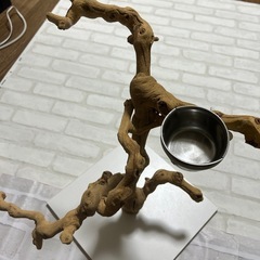 止まり木  自然木 写真映え  鳥 爬虫類の画像