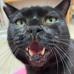くろねこ6歳　ずっとのおうち希望です