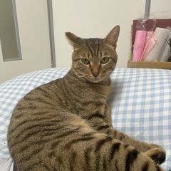 猫ちゃんのーちゃん