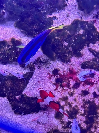 ニモ（カクレクマノミ）　ドリー（ナンヨウハギ）海水魚