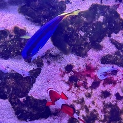 ニモ（カクレクマノミ）　ドリー（ナンヨウハギ）海水魚の画像