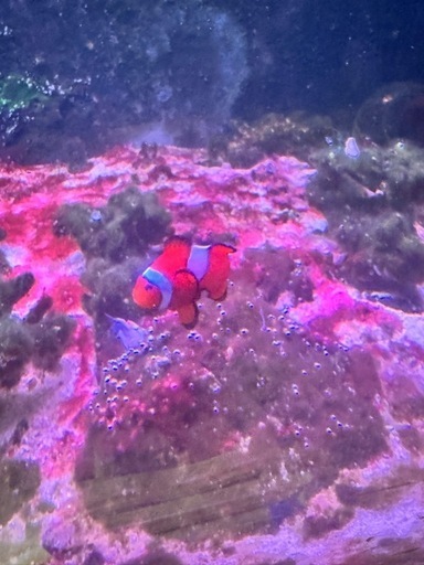 ニモ（カクレクマノミ）　ドリー（ナンヨウハギ）海水魚