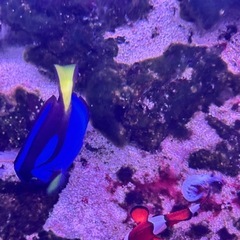 ニモ（カクレクマノミ）　ドリー（ナンヨウハギ）海水魚の画像