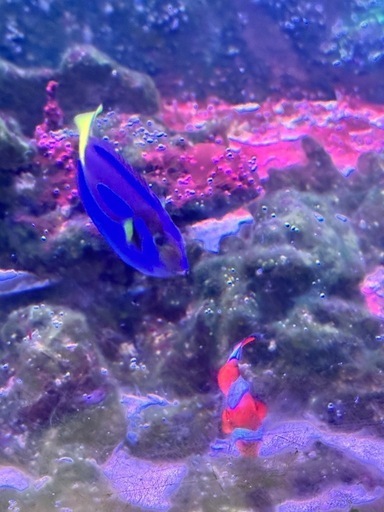 ニモ（カクレクマノミ）　ドリー（ナンヨウハギ）海水魚
