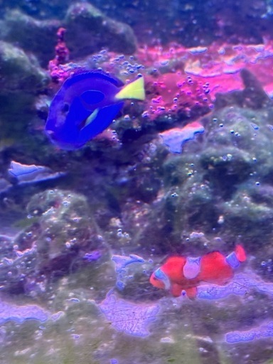 ニモ（カクレクマノミ）　ドリー（ナンヨウハギ）海水魚