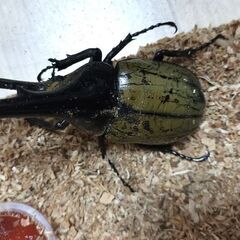 ヘラクレスオオカブトペアの画像