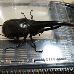 ヘラクレスオオカブトペアの画像