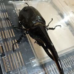 ヘラクレスオオカブトペアの画像