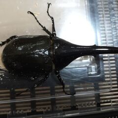ヘラクレスオオカブトペアの画像