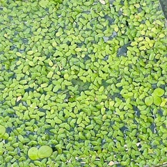 アオウキグサ　水草　メダカや金魚　　　　　　ビオトープにの画像