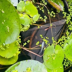 アオウキグサ　水草　メダカや金魚　　　　　　ビオトープにの画像