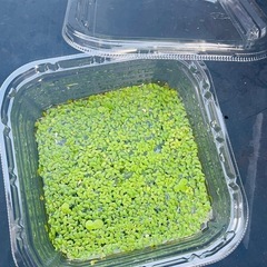 アオウキグサ　水草　メダカや金魚　　　　　　ビオトープにの画像