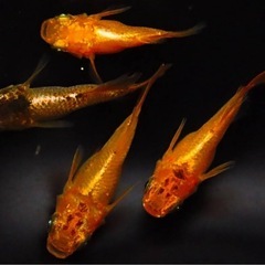 めだか　橙ダルマ　西郷めだか様直系　種親クラス の画像