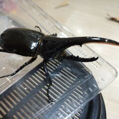 ヘラクレスオオカブト②の画像