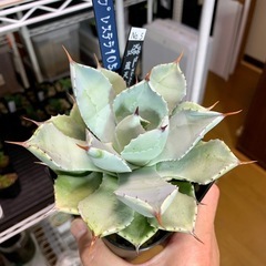 🟣写真更新🟣アガベ【ブルーエンジェル/藍天使】中株🍀中心短葉展開中の画像