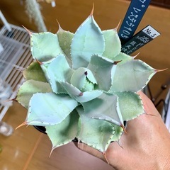 🟣写真更新🟣アガベ【ブルーエンジェル/藍天使】中株🍀中心短葉展開中の画像