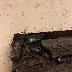 クワガタの画像
