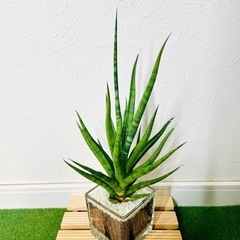 サンスベリア　トーチ　観葉植物　ハイドロカルチャーの画像