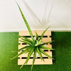サンスベリア　トーチ　観葉植物　ハイドロカルチャーの画像