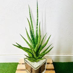 サンスベリア　トーチ　観葉植物　ハイドロカルチャーの画像