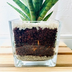 サンスベリア　トーチ　観葉植物　ハイドロカルチャーの画像